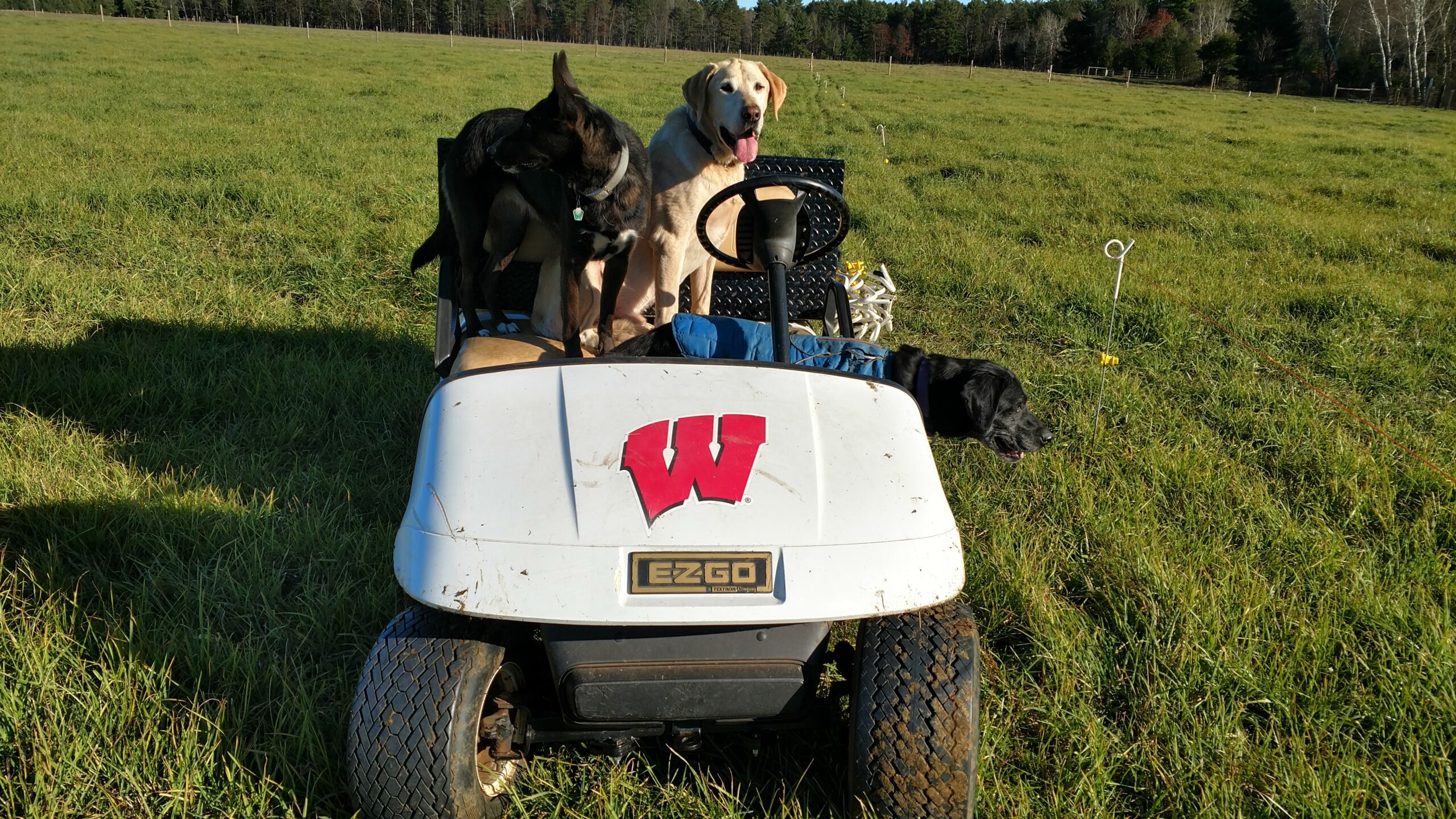 Three dogs sitting on a golf cart in a grassy field, with a Wisconsin logo visible on the front. The scene captures a playful outdoor moment, showcasing the dogs enjoying their time in nature.
