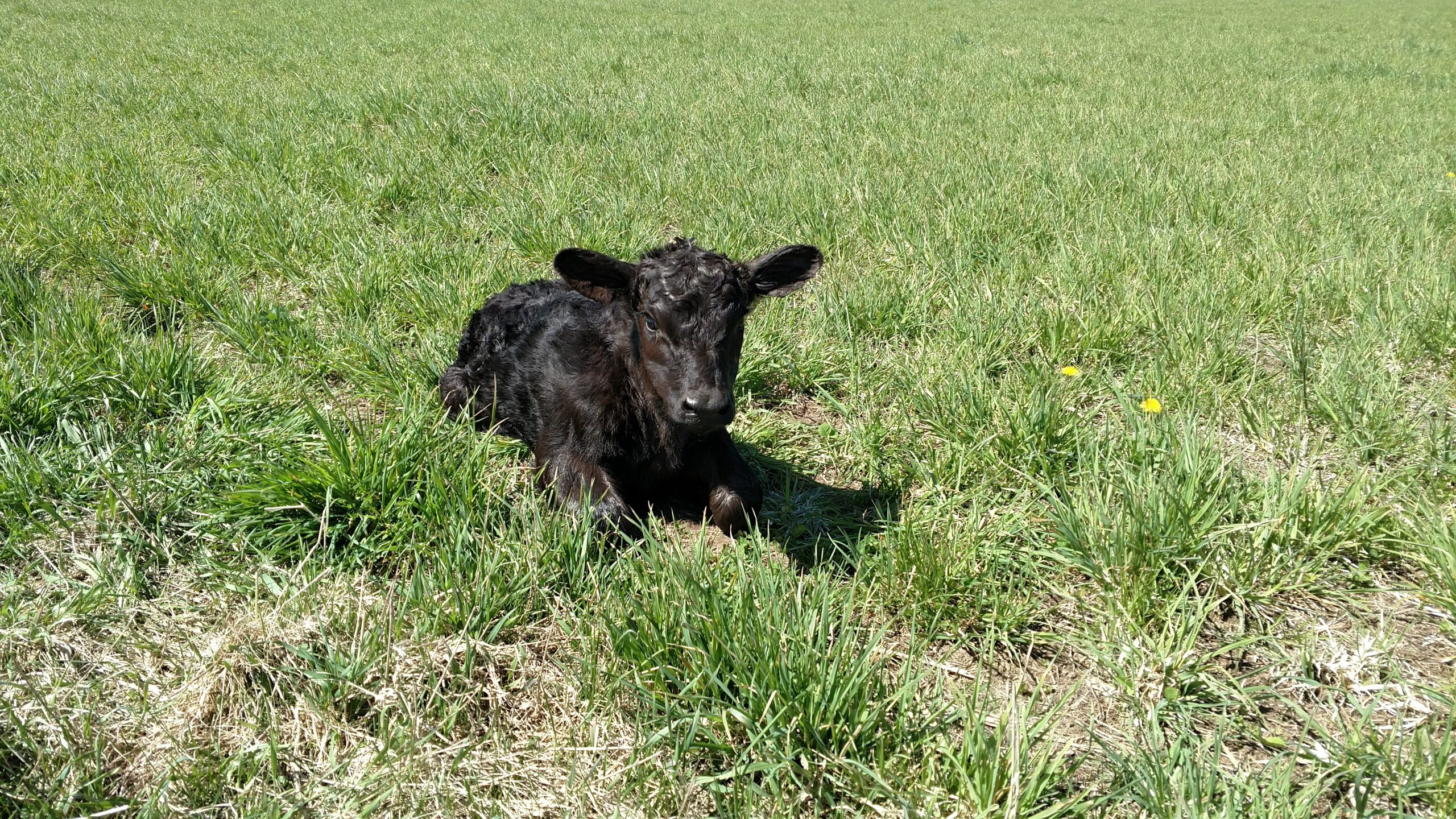 Black calf resting in a lush green pasture, surrounded by tall grass and a few yellow dandelions, under bright sunlight.