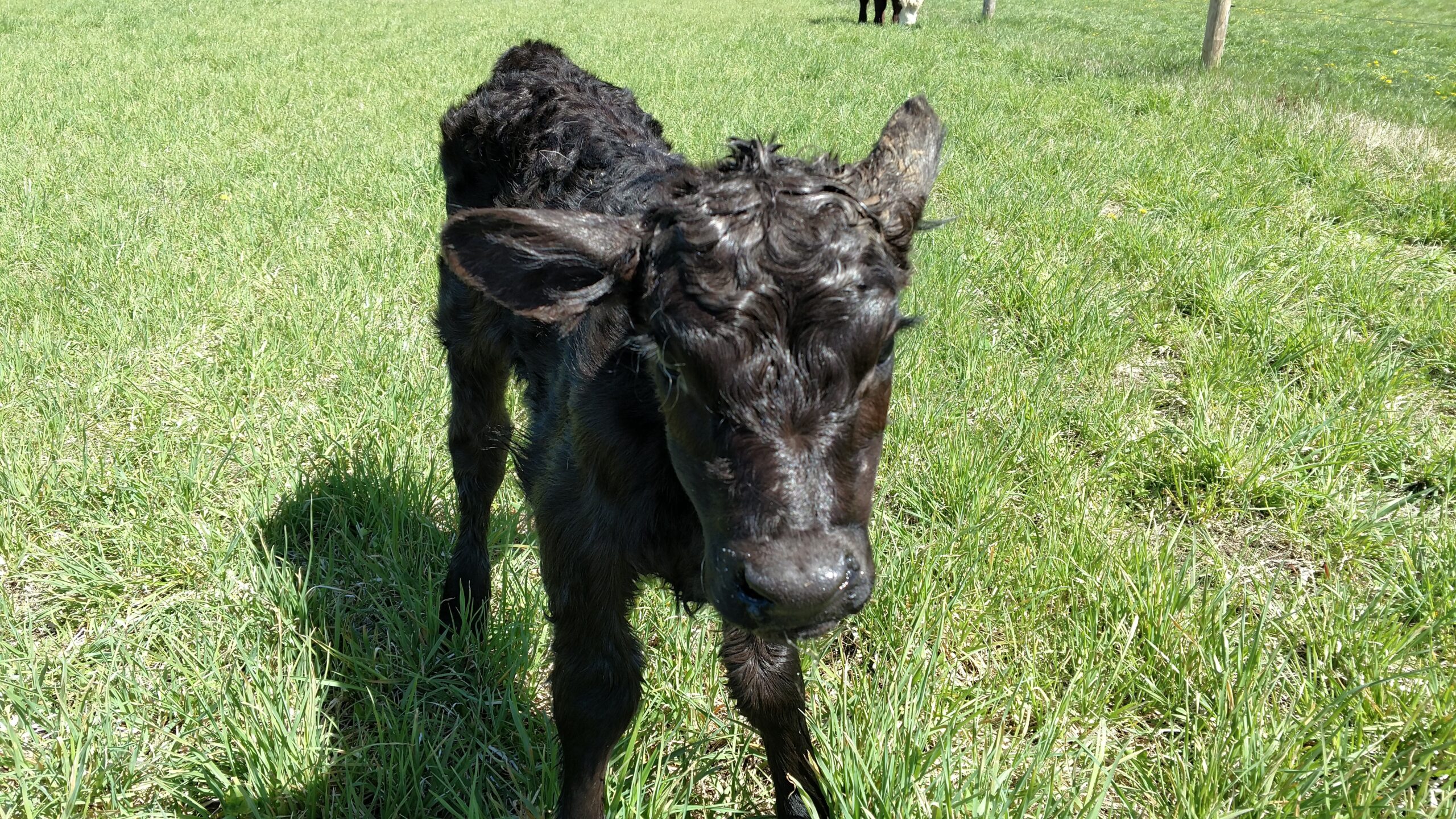 Newborn black calf standing in a grassy field, showcasing its curly coat and curious expression, with adult cows visible in the background. Ideal for agricultural and livestock content.