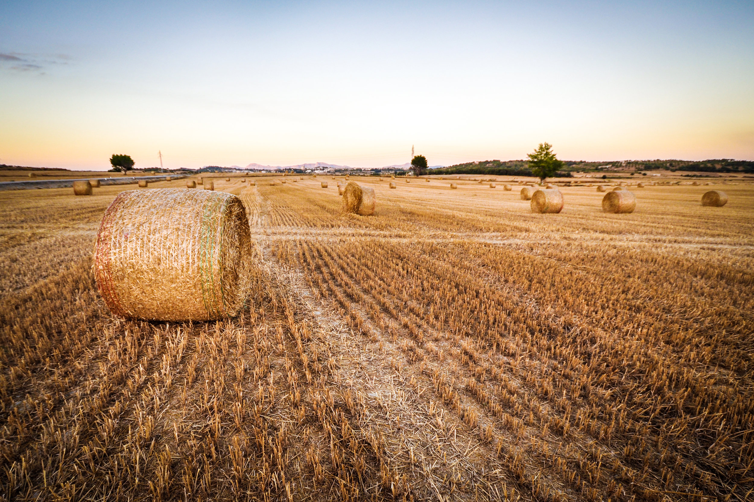 Golden hay bales scattered across a harvested field at sunset, showcasing the rural landscape and agricultural practices in the countryside.